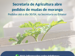 Secretaria de Agricultura abre pedidos de mudas de morango
